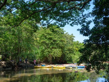 İriomote adasındaki Hinai nehri.