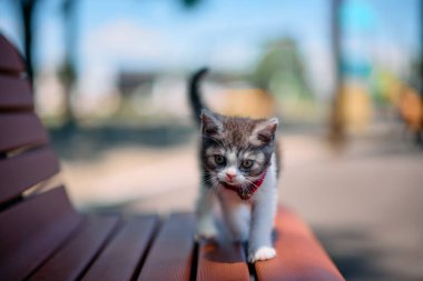 park bankı ve sevimli kedi yavrusu