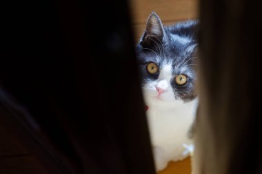 Kedi boşluktan gizlice bakıyor.