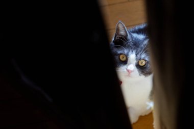 Kedi boşluktan gizlice bakıyor.
