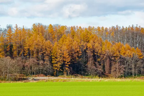 Windproof Forest Autumn Hokkaido — Stock Photo, Image