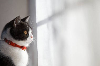 Pencerenin yanında bir kedi