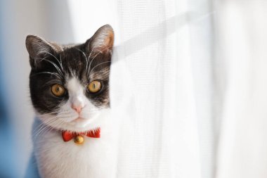 Pencerenin yanında bir kedi