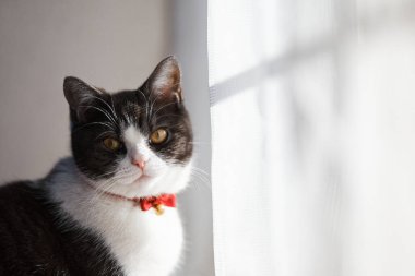 Pencerenin yanında bir kedi