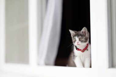 Pencerenin yanındaki sevimli kedi yavrusu.