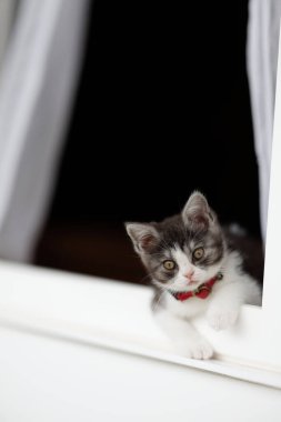 Pencerenin yanındaki sevimli kedi yavrusu.