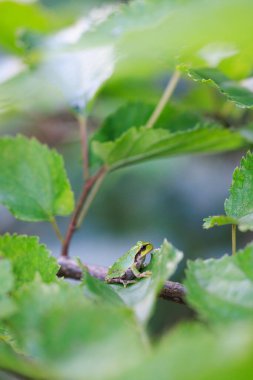 Tarih yaprak yeşil ağaç kurbağası