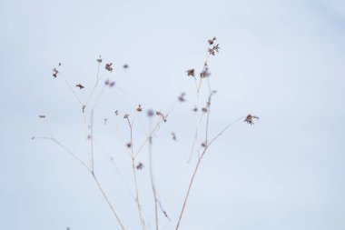 Kış sabahı ölü çimenler