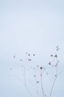 Kış sabahı ölü çimenler