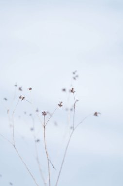 Kış sabahı ölü çimenler