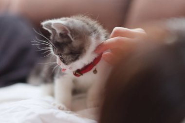 Evin sahibinin yanında kedi yavrusu var.