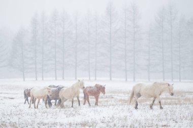 Dosanko atı kış otlağında