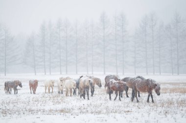 Dosanko atı kış otlağında