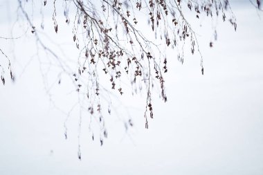 Kış Hokkaido 'da ölü dal