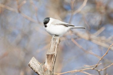 willow tit in autumn forest