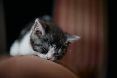 Tatlı çocuk evde uyuyor.