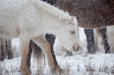 Kış Hokkaido 'sunda at grubu