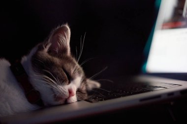 Dizüstü bilgisayarın yanında sevimli bir kedi yavrusu