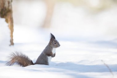 Kışın sincap ayağa kalkar