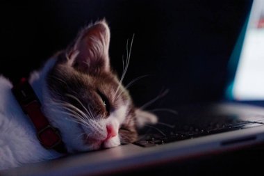 Dizüstü bilgisayarın yanında sevimli bir kedi yavrusu