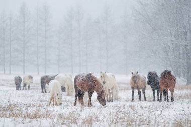 Kış Hokkaido 'sunda at grubu