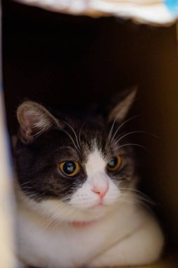 Bir kutu içinde şirin kedi