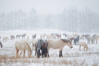 Kış Hokkaido 'sunda at grubu
