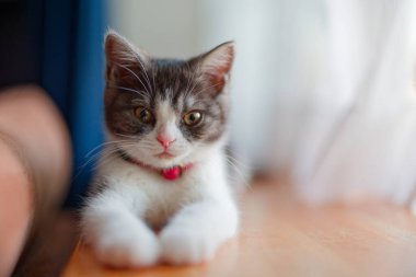 Pencerenin yanındaki sevimli kedi yavrusu.