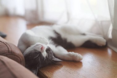 Sevimli kedi sırt üstü uyuyor.