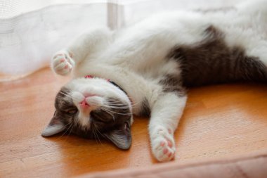 Sevimli kedi sırt üstü uyuyor.