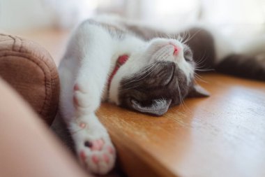 Sevimli kedi sırt üstü uyuyor.