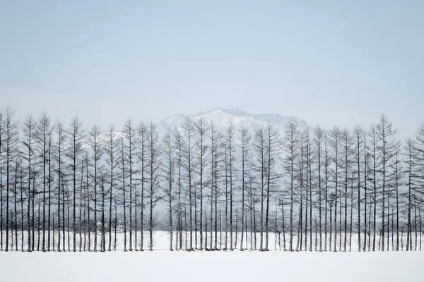 Windproof Forest Winter Hokkaido — Stock Photo, Image