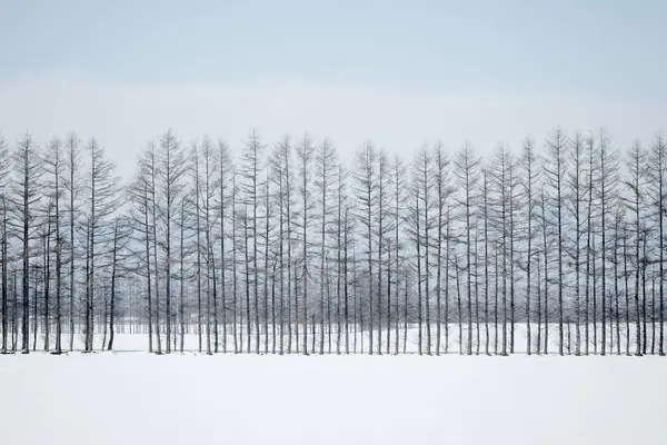 Windproof Forest Winter Hokkaido — Stock Photo, Image