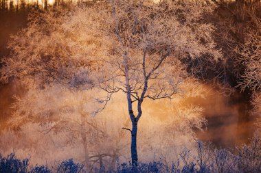 kışın kapalı ağacı süsleyin