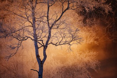 kışın kapalı ağacı süsleyin