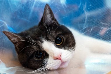 Elizabeth dönemi tasması takan yaralı bir kedi.