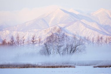 Soğuk sis ve ölü ağaç Kış sabahı