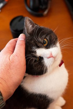 Odada sevimli bir kedi var.