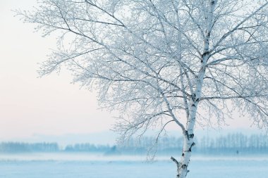 donmuş beyaz huş ağacı ve mavi gökyüzü
