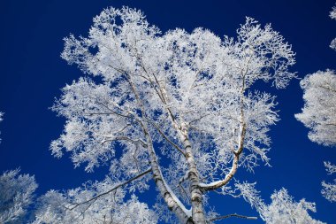 Buz kaplı ağaç ve mavi gökyüzü