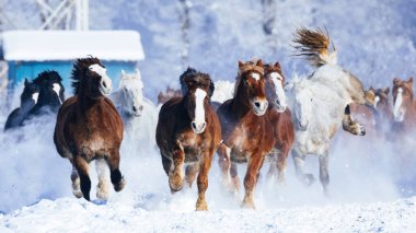  Koşan at kışın hokkaido