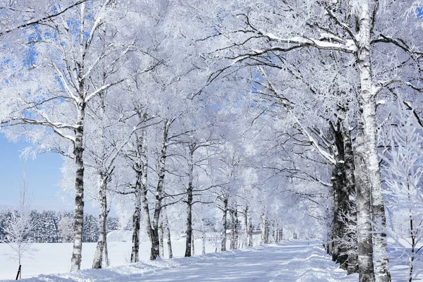 tree lined street in winter