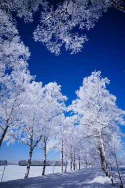 Ağaç kaplı cadde kışın