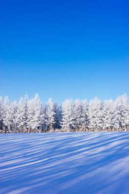  Buz kaplı ağaç ve mavi gökyüzü