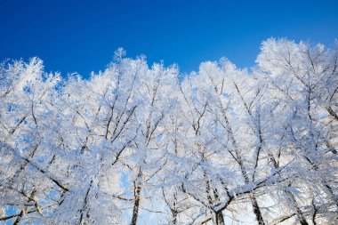  Buz kaplı ağaç ve mavi gökyüzü