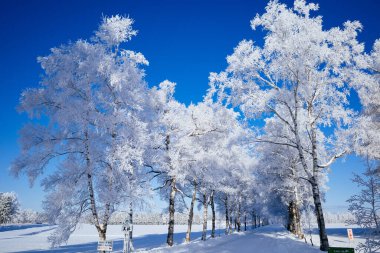 Ağaç kaplı cadde kışın