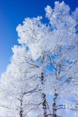 Ağaç kaplı cadde kışın
