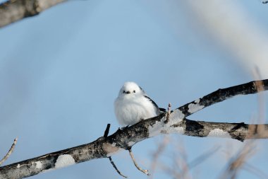  long tailed tit in winter