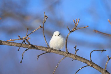  long tailed tit in winter