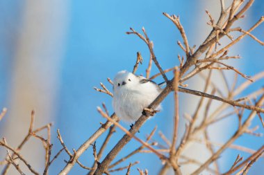  long tailed tit in winter
